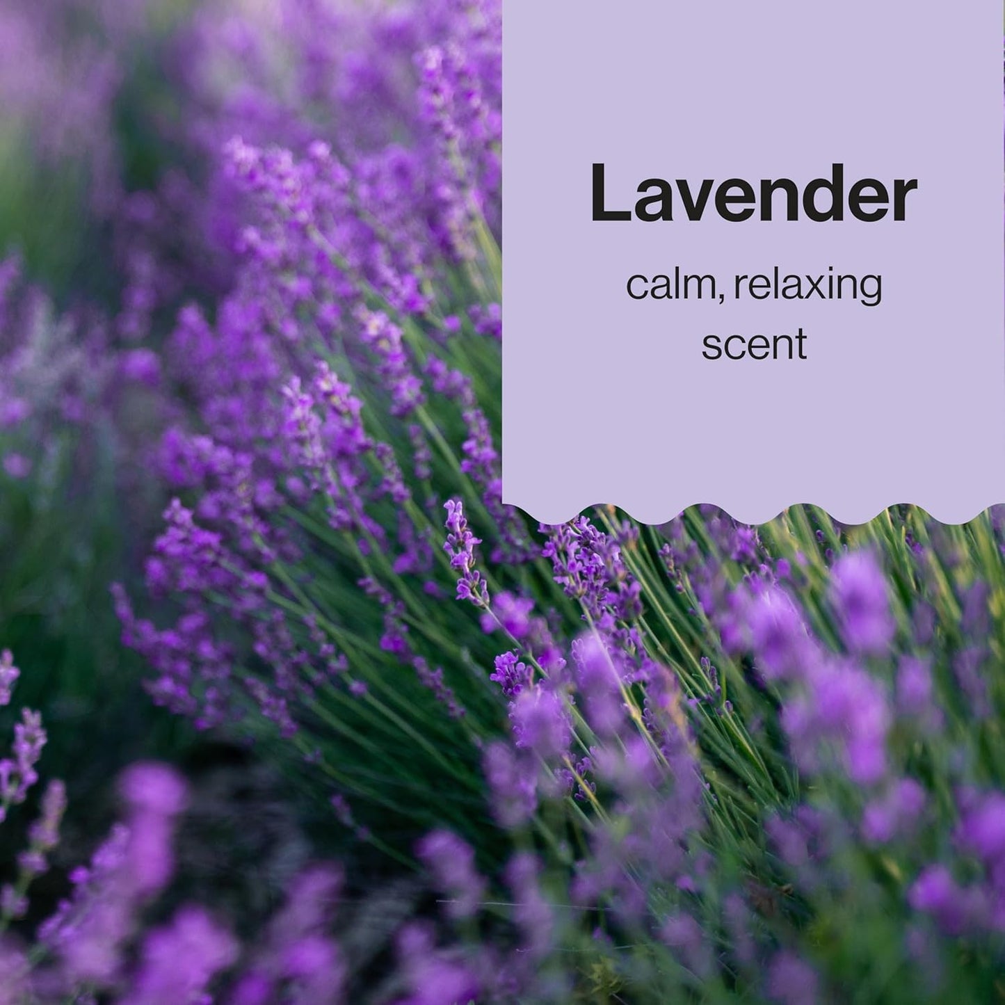 Honest Face + Body Lotion, Lavender Essential Oils & Chamomile 250 ML